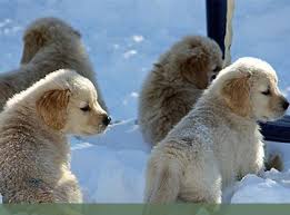 These beautiful and loyal dogs will be an amazing asset to any family. Golden Retriever Club Of America