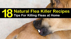 Natural flea killer is in demand, as cat parents join the green movement and try to reduce the toxins that their cats are exposed to every day. 18 Clever Diy Flea Killer Recipes
