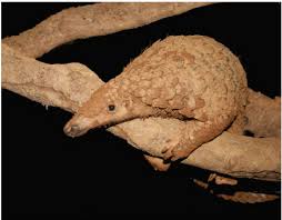 Pangolin scales have been taken off china's 2020 official list of ingredients approved for use in traditional chinese medicine. Adult Male Sunda Pangolin Manis Javanica Download Scientific Diagram