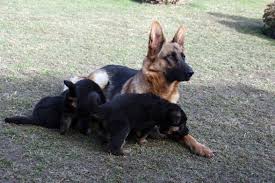 Primerno za otroke, mlajše od 3 let. Psarna Hajdinska Posts Facebook