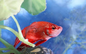 Treat Sick Betta Fish Betta Fish Bubble