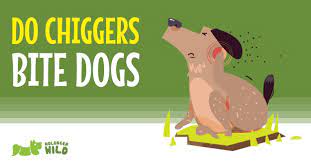 Do Chiggers Bite Dogs How To Get Rid Of Chiggers Nolonger Wild