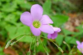 Image result for Oxalis semiloba