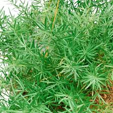 Grows well in auburn, citrus heights, elk grove, folsom, rocklin, roseville and. Asparagus Fern Indoor Plants Philippines Unbeleafable Ph