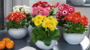 как ухаживать за герберой в горшке в домашних условиях Gerbera Domashnyaya Gerbery Uhod V Domashnih Usloviyah Gerbera Iz Semyan Gerbera Sadovaya