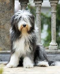 Gorgeous Dog Bearded Collie Dog Bearding Dogs