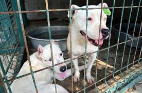 Barinaktaki Pitbullar Sahiplendirilemiyor Yaklasik 100 Pitbulla Ev Sahipligi Yapan Adana Buyuksehir Hayvan Barinaginda Pitbull Cinsi Kopekler Kisirlastirilarak Hayatlarinin Sonuna Kadar Burada Kaliyor Beslenmesi Ve Ticareti Yasak Olan Pitbullar