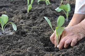 Maybe you would like to learn more about one of these? How To Grow Cabbage Kellogg Garden Organics