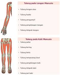Arti 'tulang kuboid' di kbbi adalah tulang pangkal kaki yang berbentuk kubus. Nama Tulang Lengan Dan Fungsinya Jawaban Soal Kelas 5 Sd