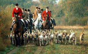 ↑fox * * * fox hunt, a sport in which hunters on horseback follow dogs that chase the fox. Fox Hunting Season Begins Under Cloud Of Political Spin