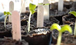 Although you can start seeds in any container that has drainage holes, specially designed avoid waiting too long, because root crowding can stunt plant growth and make it difficult for plants to. Seed Starting Supplies Everything You Need Explained