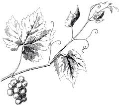 Black And White Vines Clipart 6 Grapes Clipart And Botanicals Grape Vines Vine Tattoos Leaf Drawing
