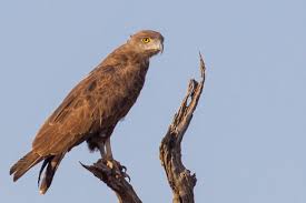 Posts tagged 'namibian flying snake'. Brown Snake Eagle Wikipedia