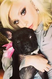 Lady gaga's dog walker is shot four times in the chest by two men who stole two of the star's three french bulldogs in hollywood. Lady Gaga S Dog Asia Launches New Pet Collection Bark And Swagger