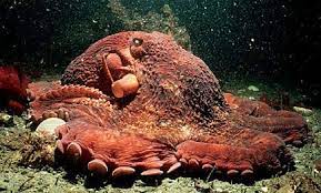 Giant Pacific Octopus Jpg 432 261 Octopus Facts Octopus Anatomy Giant Pacific Octopus