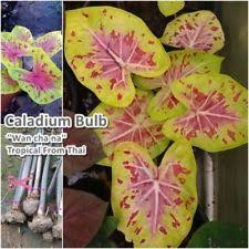 Caladium Bulb Queen Of The Leafy Plant Wanchana Colourful Tropical Thailand Caladium Leafy Plants Plants