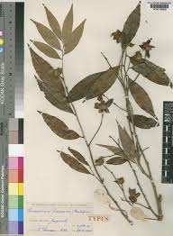 Image result for Uvariastrum germainii