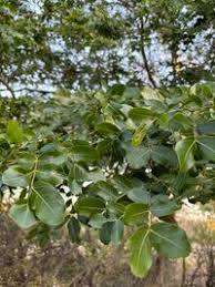 Image result for Julbernardia