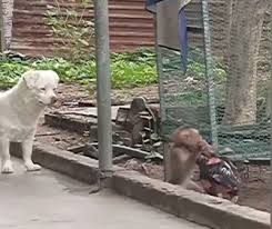 Maymunla Horozun Nefes Kesen Kavgasi Kopek Seyirci Oldu