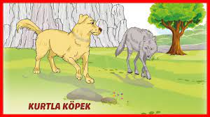 kurtla kopek metni cevaplari turkce odevim