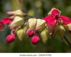 Image result for Clerodendrum umbellatum