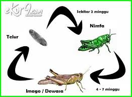 Contoh metamorfosis tidak sempurna adalah pada belalang dan kecoa. Pengertian Metamorfosis Tidak Sempurna Fase Dan 10 Contoh Hewannya Dunia Fauna Hewan Binatang Tumbuhan Dunia Fauna Hewan Binatang Tumbuhan