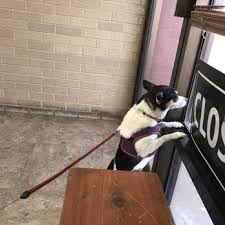 We welcome new patients welcome. Key Animal Clinic Veterinarians 5006 50th St Lubbock Tx Phone Number Yelp
