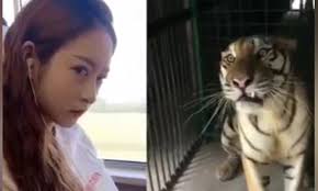 Chúa sơn lâm câm lặng khi thấy người đẹp trừng mắt