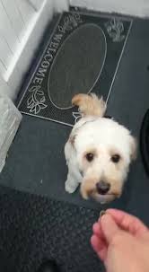 Pearls Professional Dog Grooming