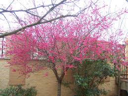 Prunus Mume Beni Chidori Prunus Mume Flowering Cherry Tree Small Trees For Garden