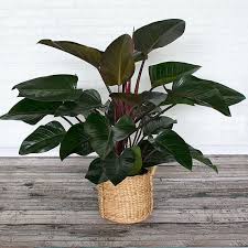 Philodendron Congo Rojo In A 6 Pot Plants House Plants Philodendron