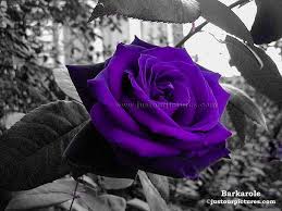 Black And Purple Roses Purple Rose Red Rose Pictures Black And White Background Red Roses