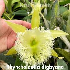 Image result for Dignathia gracilis