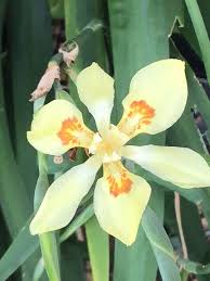 Image result for Dietes flavida