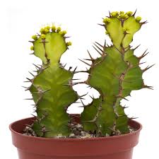 Image result for Euphorbia corniculata