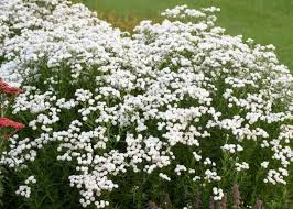 Image result for Sphaeranthus chandleri