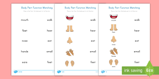 Learn more about the composition, form, and physical adaptations of the human body. Body Parts Function Matching Differentiated Activity