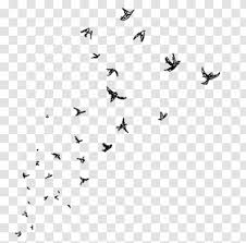 Desktop Wallpaper Picsart Photo Studio Bird Drawing Clip Art Monochrome Photography Watercolor Aesthetic Transparent Png
