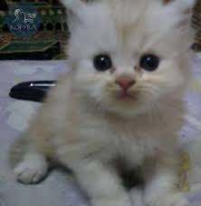 حيوانات في مصر اسعار قطط للبيع قط شيرازي اصلا العمر 30 يوم للبيع اشتري اي ق Pets Animals Cats