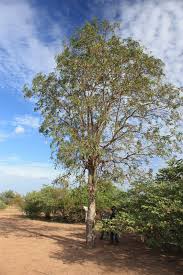 Image result for Stereospermum kunthianum