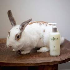 Is kiehl's cruelty free or vegan anymore? Is Kiehl S Cruelty Free 2021 Cruelty Free Kitty Update