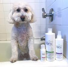 Maybe you would like to learn more about one of these? Bubbles Pet Spa Malad Petslover
