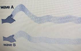 A Teacher Attaches Two Slinky Springs To A Fixed Support The Springs Are Moved As Shown In The Brainly Com