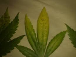 We did not find results for: Yellow Leaves With Brown Rusty Spots Help
