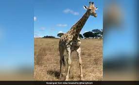 We did not find results for: Over 9 Million Views For Hilarious Video Showing How A Giraffe Eats Grass