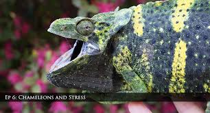 :)you can follow me on instagram for daily updates here: Ep 6 Chameleons Stress Chameleon Academy
