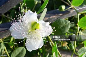 Image result for Capparaceae