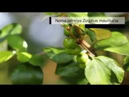 Manfaat daun bidara dan cara menggunakannya 30 manfaat daun bidara manfaat daun bidara arab dan cara menggunakannya bahaya daun bidara gambar daun bidara pohon bidara arab asli cara menggunakan daun bidara untuk mandi efek samping minum rebusan daun. Asbab Daun Bidara Adalah Keracunan Bagi Jin Youtube