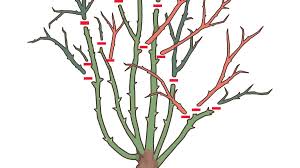 The windows were flung wide in the houses. Pruning Roses Sunset Magazine