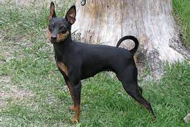 Purchasing a puppy provides you with protections such as a puppy history, health warrantees, registration papers, veterinarian examinations, shots and wormings, and microchipping. Miniature Pinscher Puppies For Sale From Reputable Dog Breeders